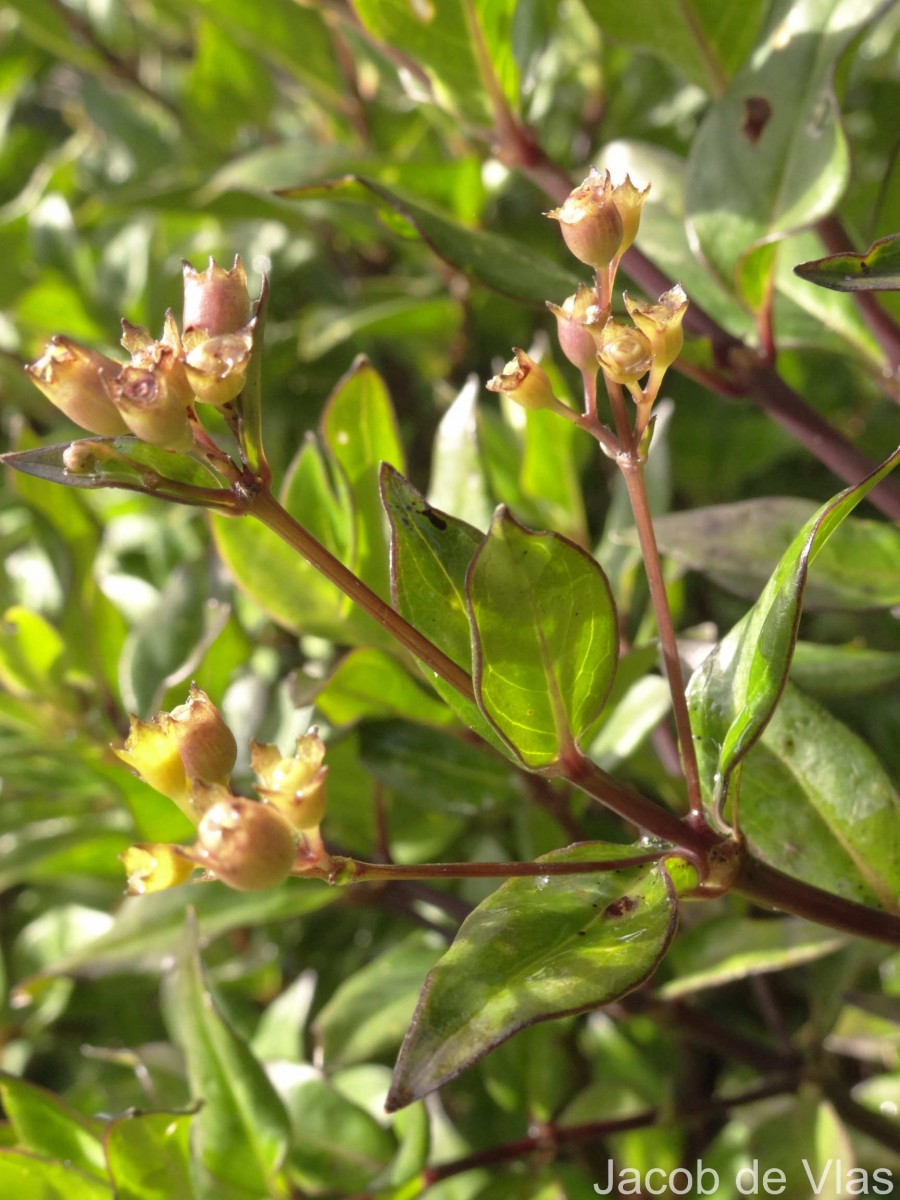 Hedyotis trimenii var. trimenii Deb & Ratna Dutta